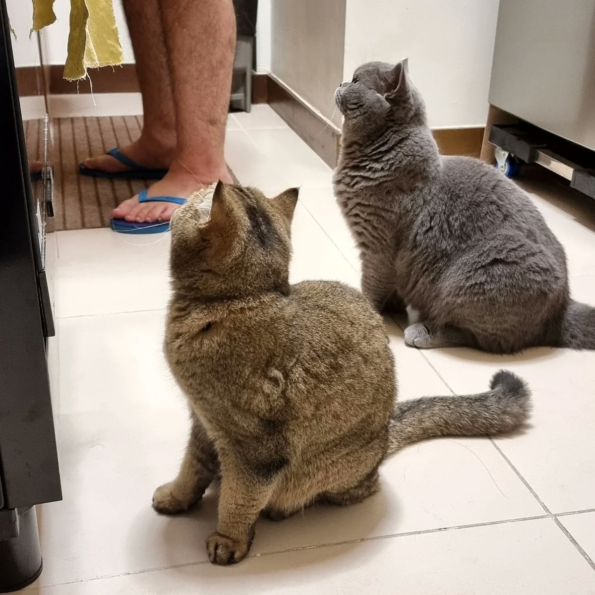 harperhernogmn's tweet photo. It’s Chacha and Catzilla’s favorite time of day! https://t.co/Qk3NeLsEsE