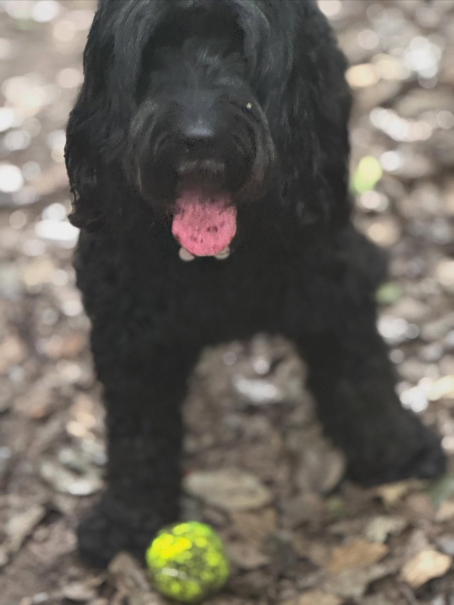 emmajohnsony3ph's tweet photo. Happy 6th birthday, Bandit. My special boy—true to your name and nature, yet with the biggest heart. Thank you for letting me walk with you for so long. https://t.co/BPOKwdwcYR