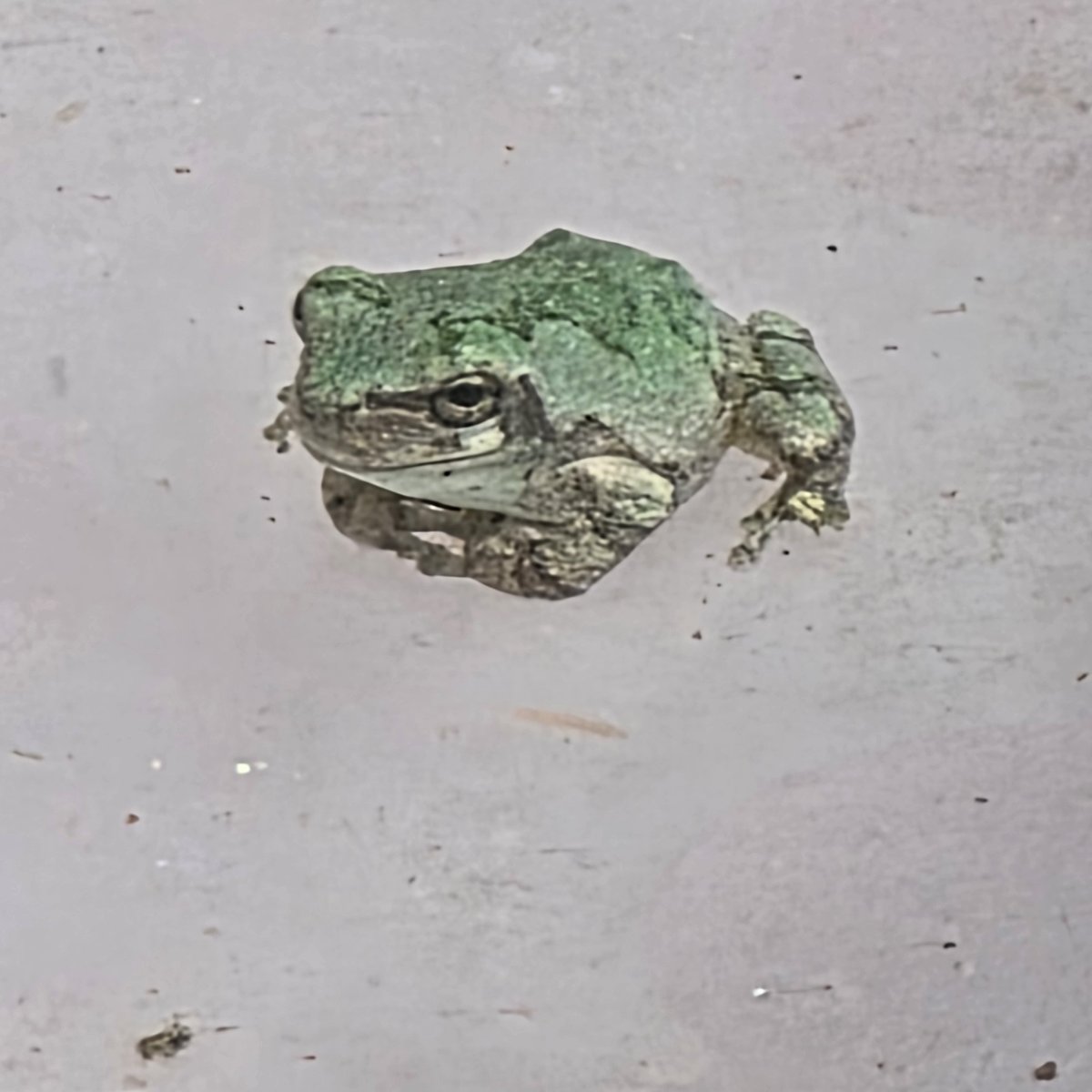 crowcored's tweet photo. found the littlest guy outside my house https://t.co/ioutcEJFhq