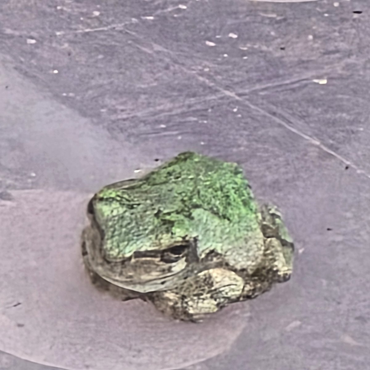 crowcored's tweet photo. found the littlest guy outside my house https://t.co/ioutcEJFhq