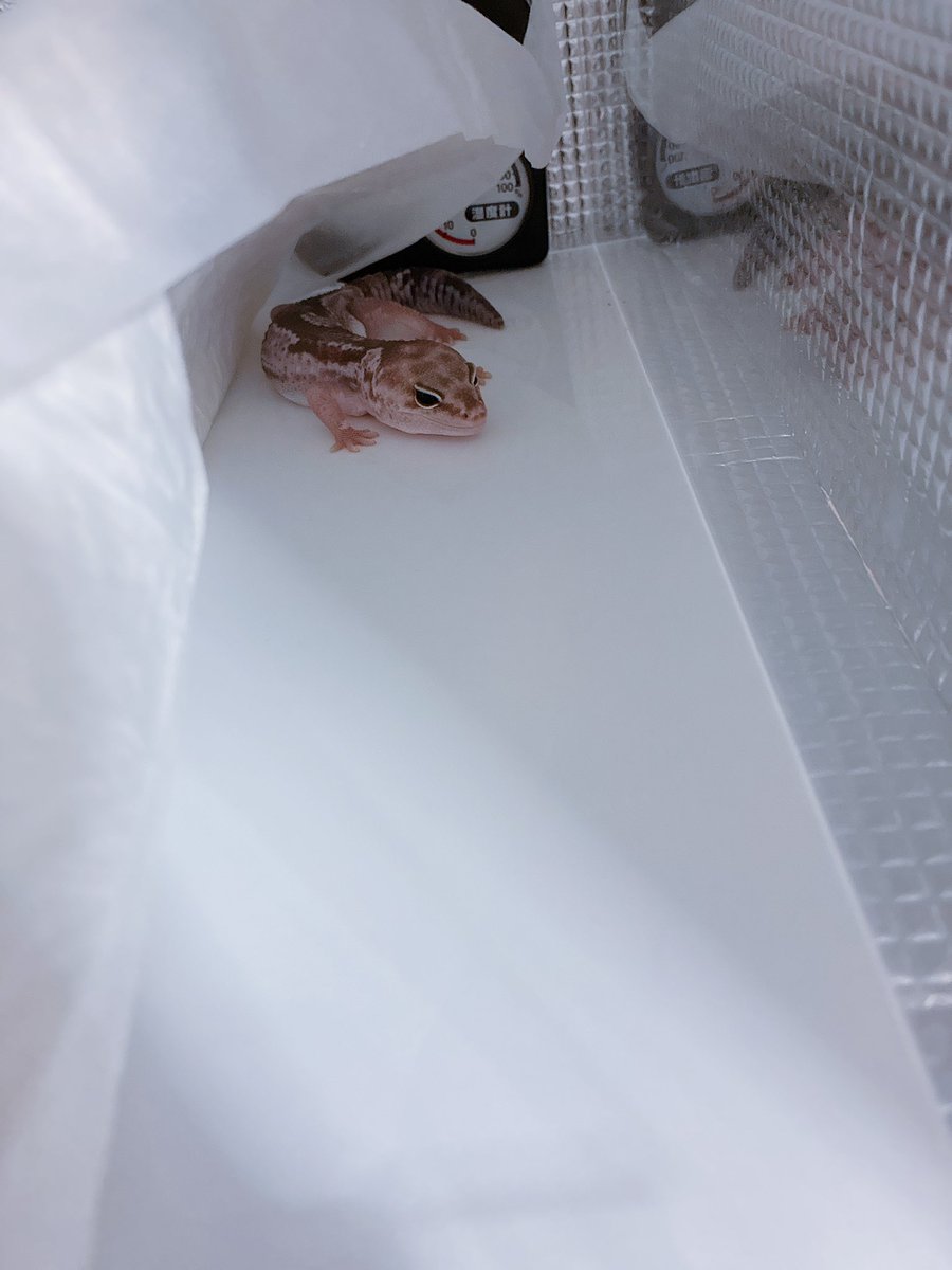 echucotty's tweet photo. ニシアフやもちゃん
ペットシーツの下がお気に入りになってら😂 https://t.co/EZoQ5eUemo