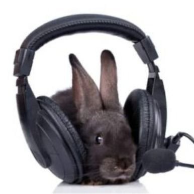 EclipseCastelo's tweet photo. @aha_newsupdates Bunny. https://t.co/YXyoI7rL2b