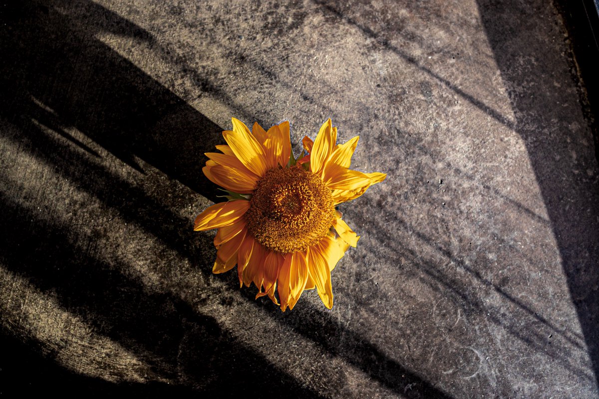 fotogosaurus's tweet photo. sunflower https://t.co/VsBi32iu00 #VT #Vermont #NewEngland #Flower #SunFlower #StillLife #SunflowerHead #moment #Think #Reflect #Remember #September #NearFall #NearAutumn #inBloom #Canon #LookBack #Shadows https://t.co/MtgsZGlERK
