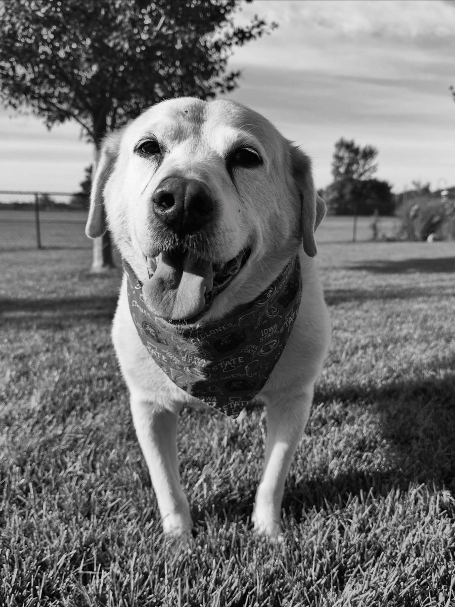muzaffer88's tweet photo. Loving this dog for the past 11. 5 years was the greatest pleasure of my life. Today, he crossed the rainbow bridge with a chocolate chip cookie in his belly, surrounded by those who loved him most. https://t.co/UuE0uatlJi