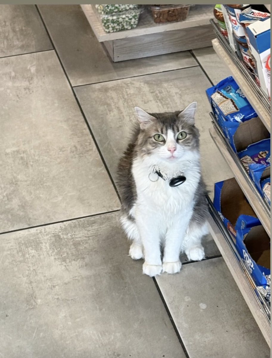 robbiegoodwin's tweet photo. really great bodega cat https://t.co/jtHv7KJBjp