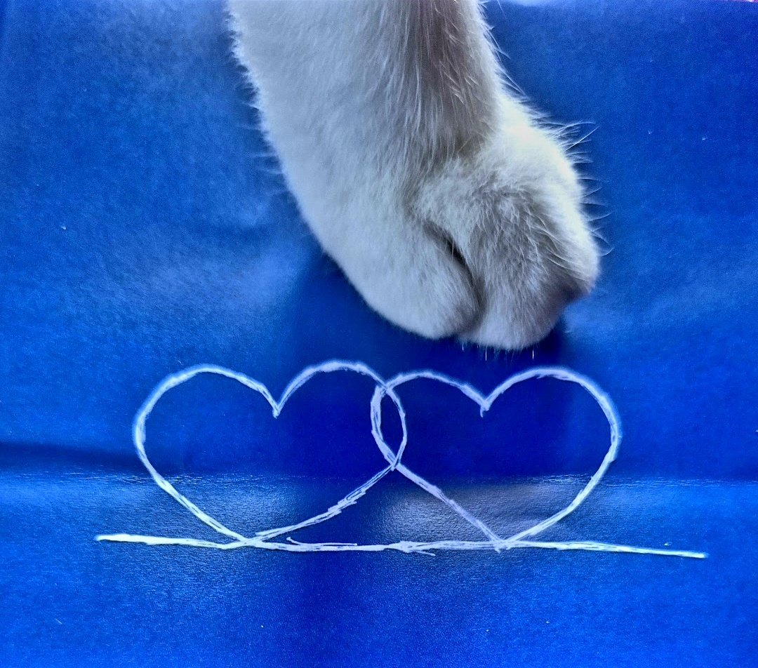 RegnauerAnke1's tweet photo. @amvr_pic 🩷🩷Sehr schön dein 'Blumenherz' liebe Amalia und hier versucht sich die Katze beim #ShowHeart...l https://t.co/yMOQsgWQAT