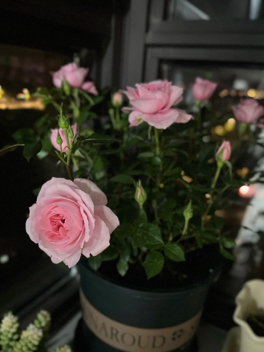 Wave1LIVE's tweet photo. Watching these little ones grow little by little somehow puts me in a better mood https://t.co/flHlxnZhuQ
