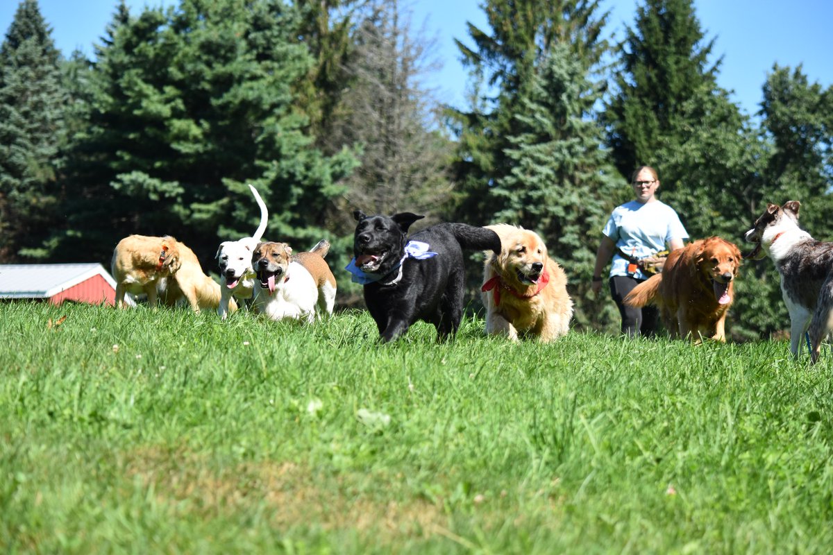 laylaclarkypesh's tweet photo. Destination: Play

No map needed, no road signs in sight—just follow the pack. Through trails and fields, tails held high, we run toward fun beneath the open sky. At Eva’s Dog Camp, play is always home. https://t.co/zocyWEkpCq