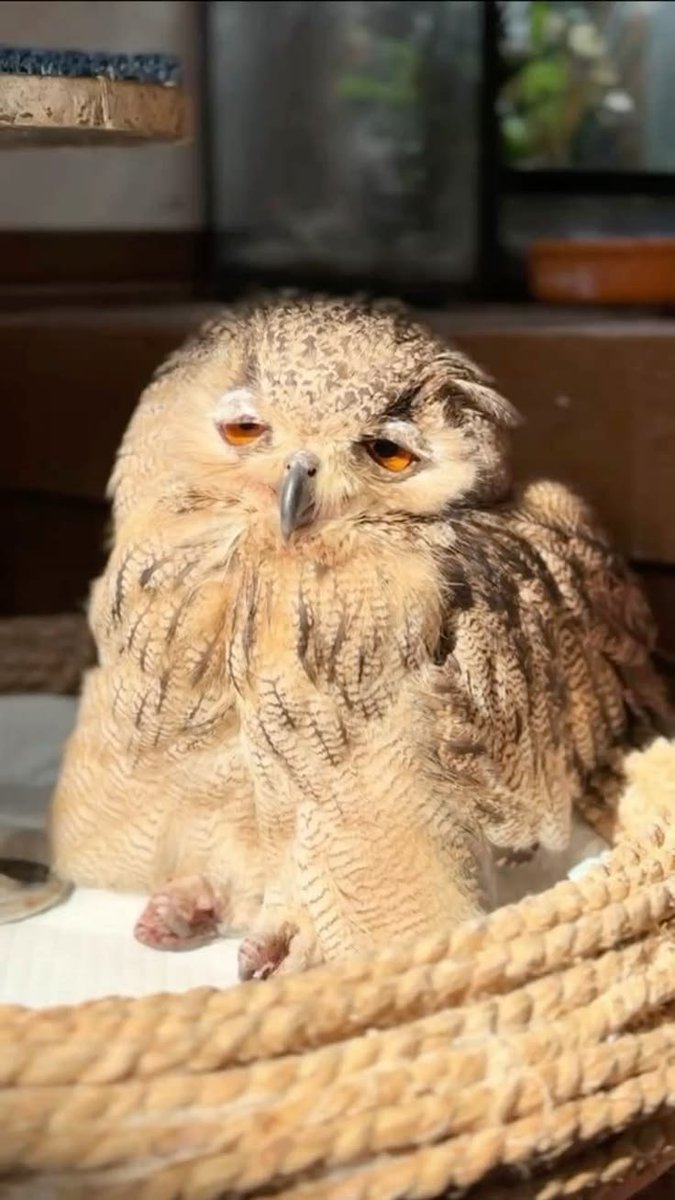 tiredowl_12 tweet picture