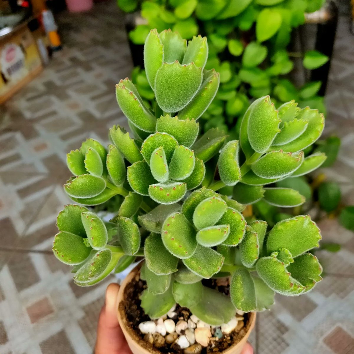 StephineWhzp's tweet photo. Tips para mantener tus suculentas siempre bonitas: no las riegues en exceso y dales mucha luz natural. Fácil y efectivo!， https://t.co/hARkMOaNZ6