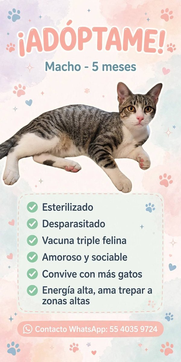 MeowWorkshop's tweet photo. Aquí pueden encontrar a nuestros bebés que están en proceso de adopción.

https://t.co/oCDfaw7DfR https://t.co/kNageYkhhz