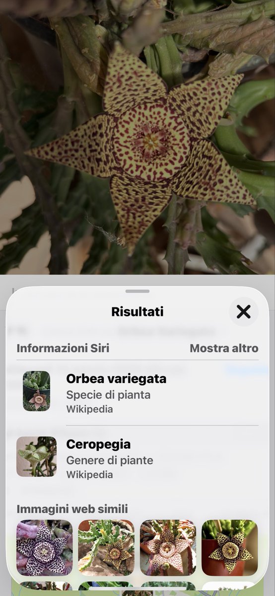 stefrit's tweet photo. @rumba_magica E’ facile da tenere. Se ne vuoi i rami si moltiplicano facilmente https://t.co/xHqGYSOsBz