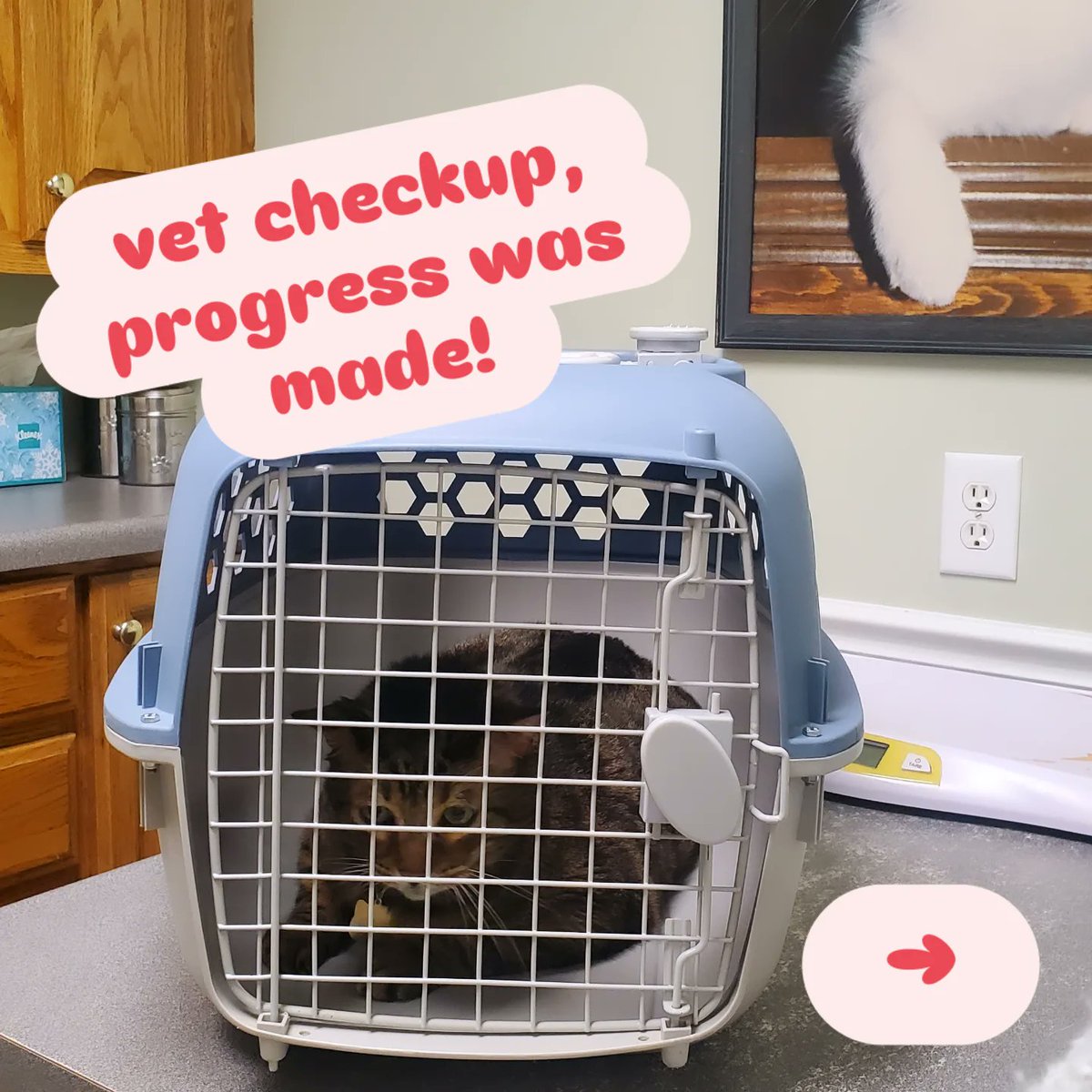 michaelmithupj's tweet photo. This morning, Gus had his final ear checkup. The bacteria and strange discharge are gone, and his ears are clean again! His food transition is going well, and we’ll see how his weight checks go. Great job, Gus! Cleared for travel—Florida, here we https://t.co/TMnRwPJcta