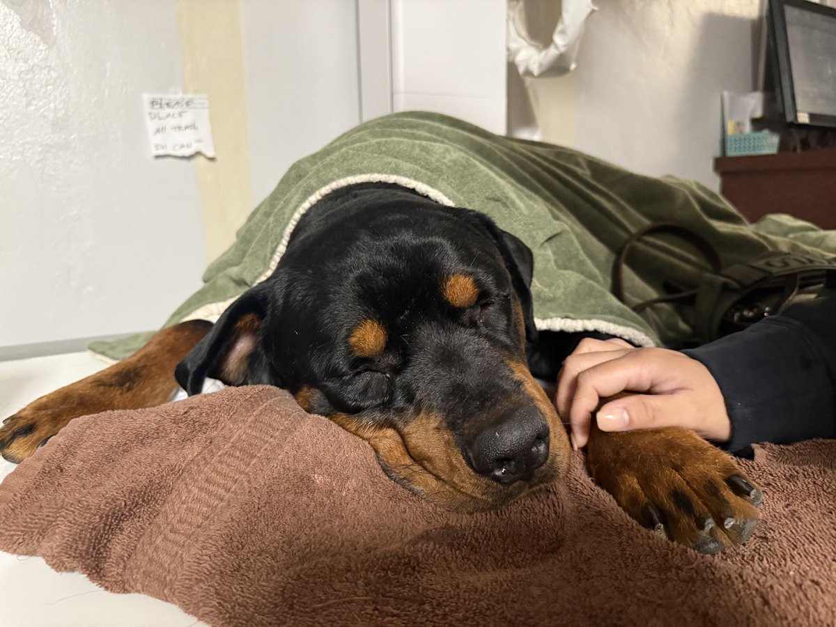 Emilyselg's tweet photo. Hotasfuck my dog goes deeper inside me on telegram https://t.co/oEpO9npfT9 #zoophillia #zoosarevalid #beastiality #dogknot #zooprideisvalid #zoophile #hypnotistzoophilesarevalid #zoophiletwt #zootwt #zoopositivity #grope #Pardi https://t.co/CFncAB3CCA