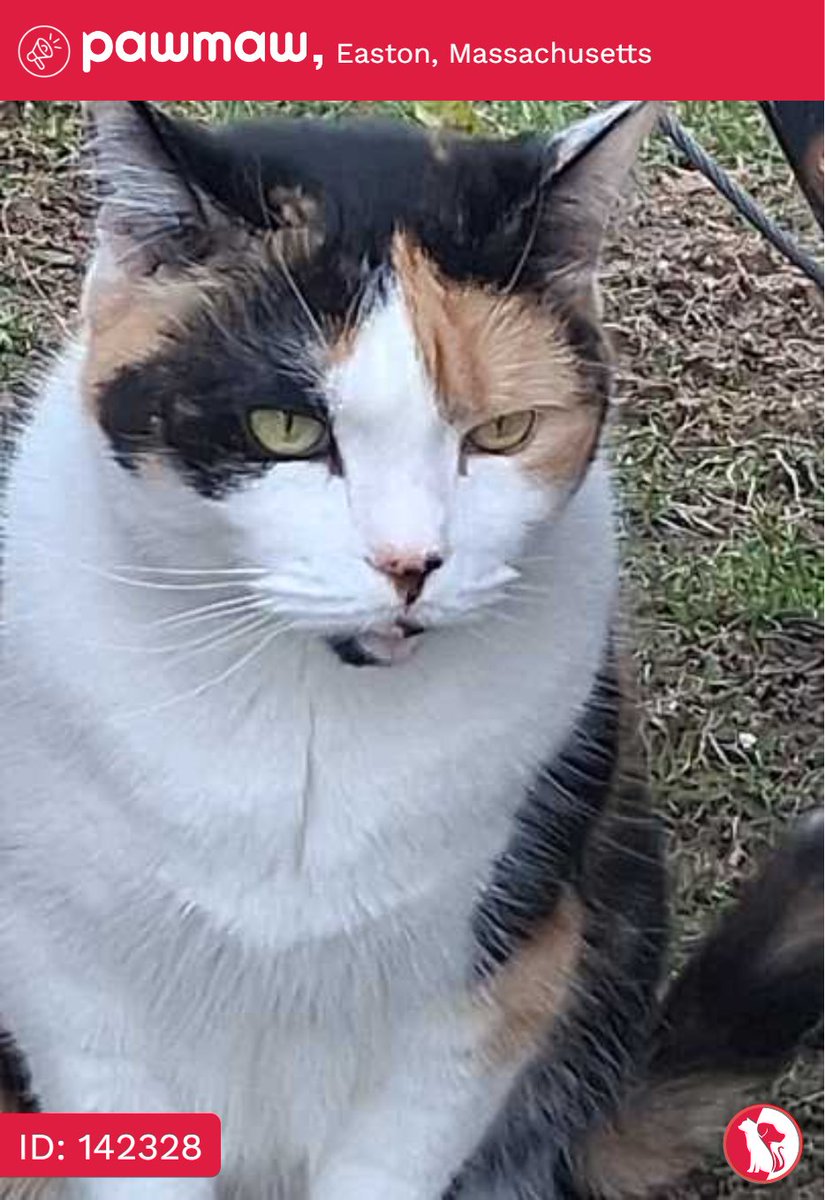 PawMawOfficial's tweet photo. Kitty - Lost Cat in Easton, Massachusetts, 02375

More Details:
https://t.co/4A4p3Szspv

#pawmaw
#LostDog #LostPet
#MissingDog #LostCat
#LostPetFlyer #FoundPet https://t.co/B7vqRPPKJn