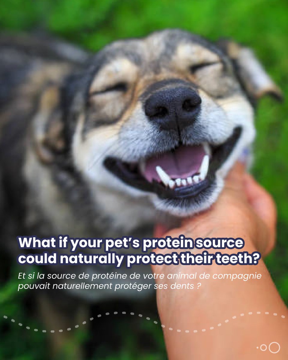 sofiathompsonw5's tweet photo. You don’t need synthetic additives to protect your pet’s teeth. Hilucia™ for Pets is a natural protein with built-in oral health benefits. Studies show 50 days can reduce bad breath and regulate salivary bacteria naturally. https://t.co/Dy488QnZ7A
