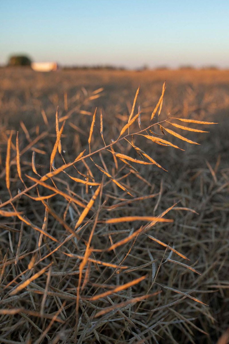 SaskOilseeds's tweet photo. Harvest is an ideal time to scout and collect canola disease samples.

SaskOilseeds agronomist Ian Epp says knowing which diseases are present, and their severity, can guide variety selection, rotations and management next season. 🌱
https://t.co/uSpfpmHzfQ
#Canola #Harvest2026 #SkAg