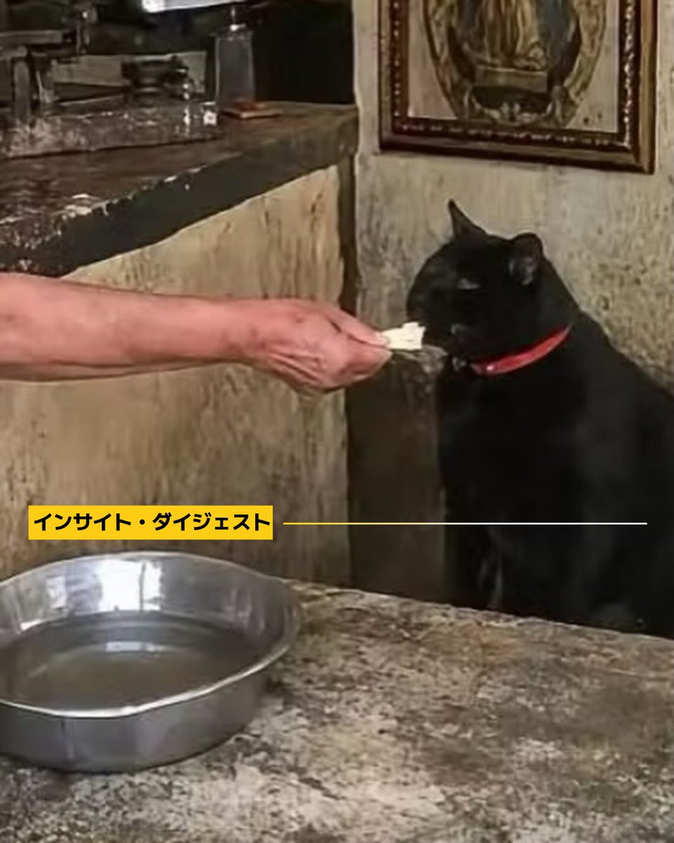 laylamartinezvy's tweet photo. A stray cat seeking food at a small Mexican tortilla shop became its beloved mascot after visiting daily. The owner, La Güera, named him Pachuco and added his name and a black-cat illustration to the sign: “Tortillas La Güera y Pachuco. https://t.co/KNkoFodNyz