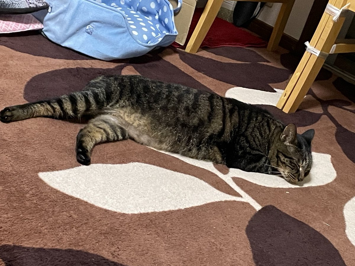 goothecat's tweet photo. 今日も無事に夜食を食べられたので安心してホットカーペットに寝てるぐー(=💤ェ💤=)

台風がすごくて心配で心配で落ち着かなかったぐーです
ようやく安心して眠れます https://t.co/txIt0zoUVK