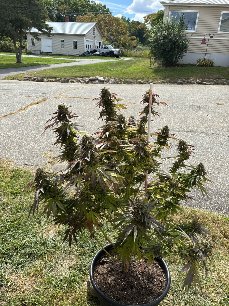 NickTeixeira15's tweet photo. Last few days, rot been removed. Happy with her. 10th Planet by Ethos Genetics
7gal, outdoors, Fox Farm  Ocean Forest, Fox Farm nutrients https://t.co/LVEh7ozHAd