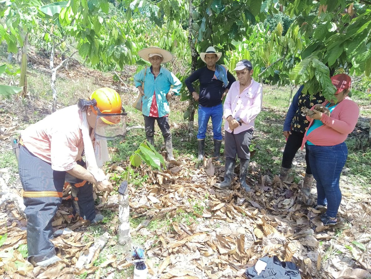 fedecacao's tweet photo. Desde el Fondo Nacional del Cacao impulsamos la productividad cacaotera en Caquetá. 🌄Realizamos una demostración de método sobre renovación de copas y labores culturales en la vereda Platanillo, La Montañita, en la finca La Profunda de Argemiro Bustos. 👨‍🌾🇨🇴 #Fedecacao https://t.co/AbunLLxjAH
