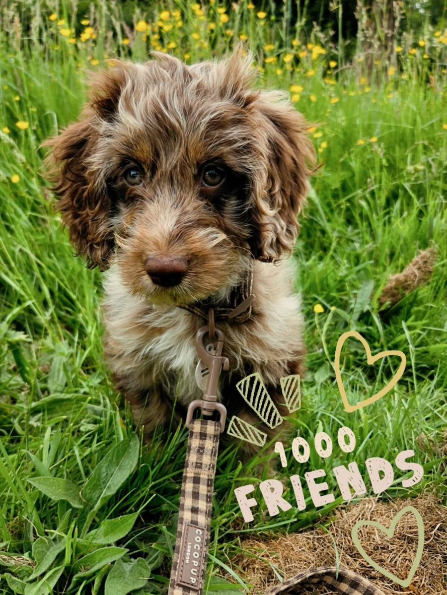 isabellaron0bc's tweet photo. Thank You, Friends

1, 000 followers! Wow! Mama created this account as a photo diary of our adventures. We never imagined so many people would join us on our journey. Thank you for all the love and compliments from our new furry friends. We love https://t.co/bUX65x5N5w