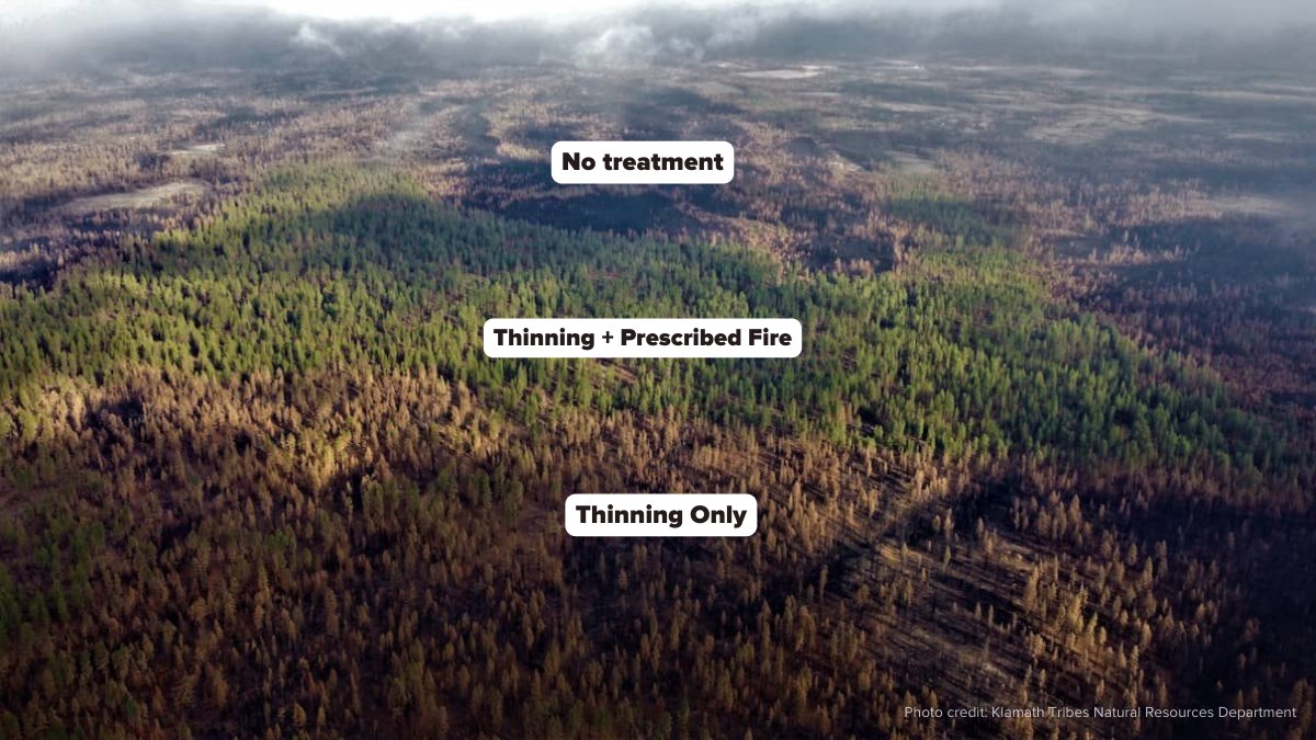 ACC_National's tweet photo. This is what active forest management can do. https://t.co/4iyccRks0p