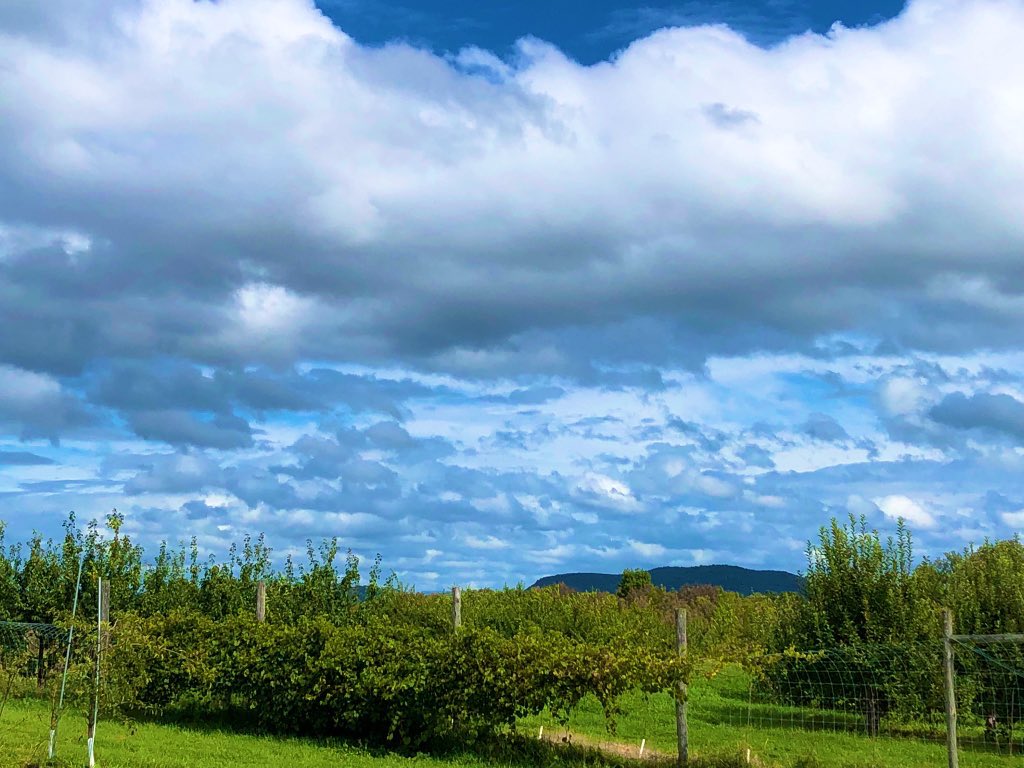 just_chantel_7's tweet photo. Clouds over the apple orchard https://t.co/mUlEy98ary