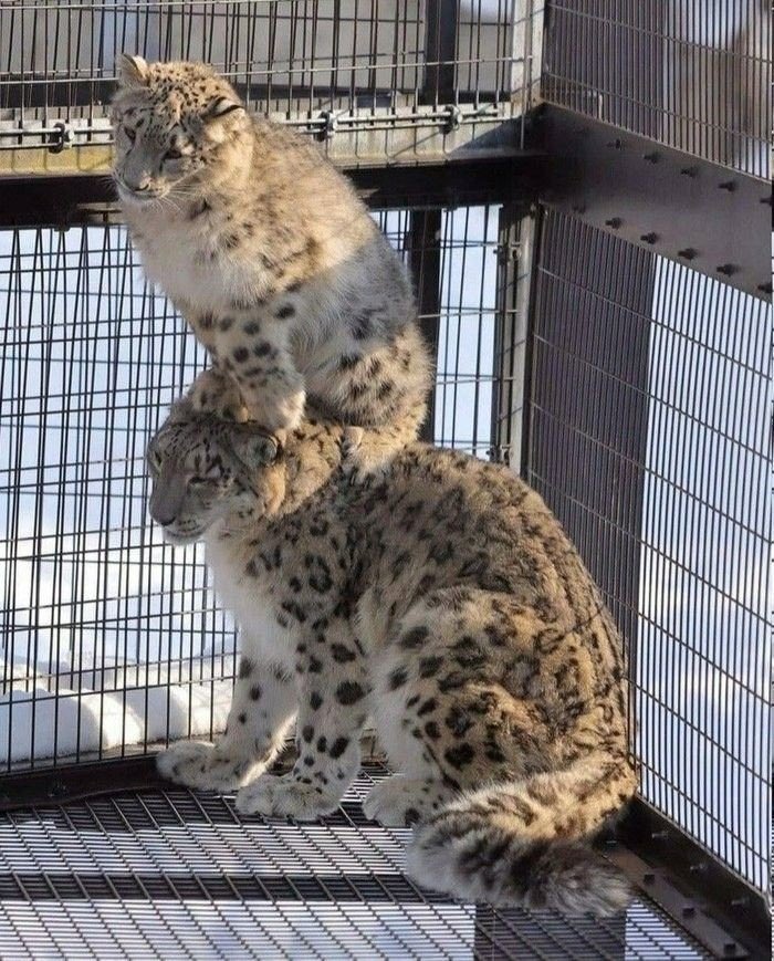 Jaspen_fantasia's tweet photo. Everyone shut up look at this snow leopard standing on another snow leopard https://t.co/noY7Kv8QnQ