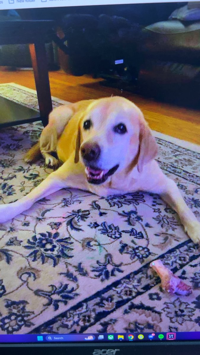 bbrilulu's tweet photo. I miss him so much. He passed not long after this during Covid &amp; I couldn’t fly down to see him one last time. Ugh. He was my boy all through middle school and hs and college. I hope he’s having fun over the rainbow bridge ❤️❤️❤️ stealing all the socks https://t.co/bSqSHNi6Gw
