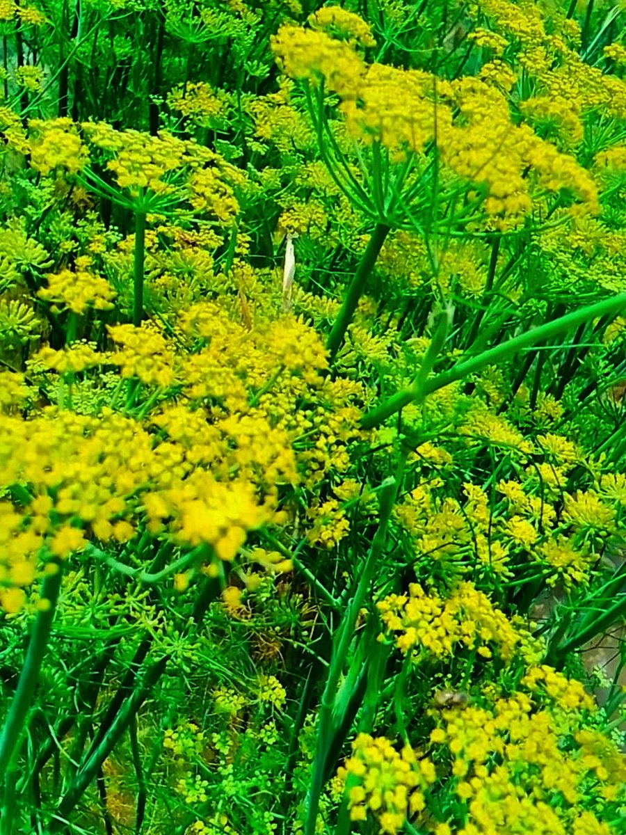avasanchezls7nv's tweet photo. Flower https://t.co/Qvr4zPxlA7
