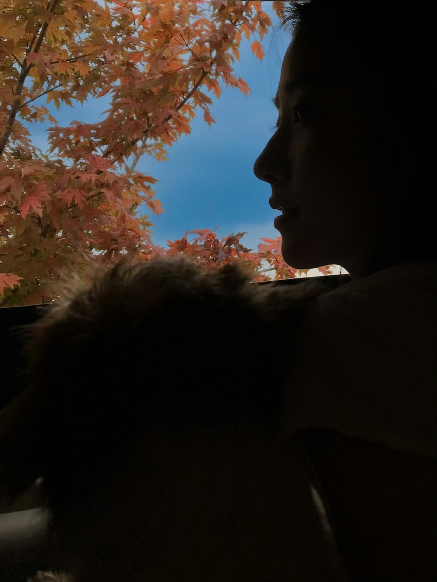 yuxilao's tweet photo. I didn’t need my face for this one. Just the outline of a girl, a puppy, maple leaves, and a very blue evening. We were both looking the same way. That felt like enough conversation. https://t.co/5Lexw8oriG