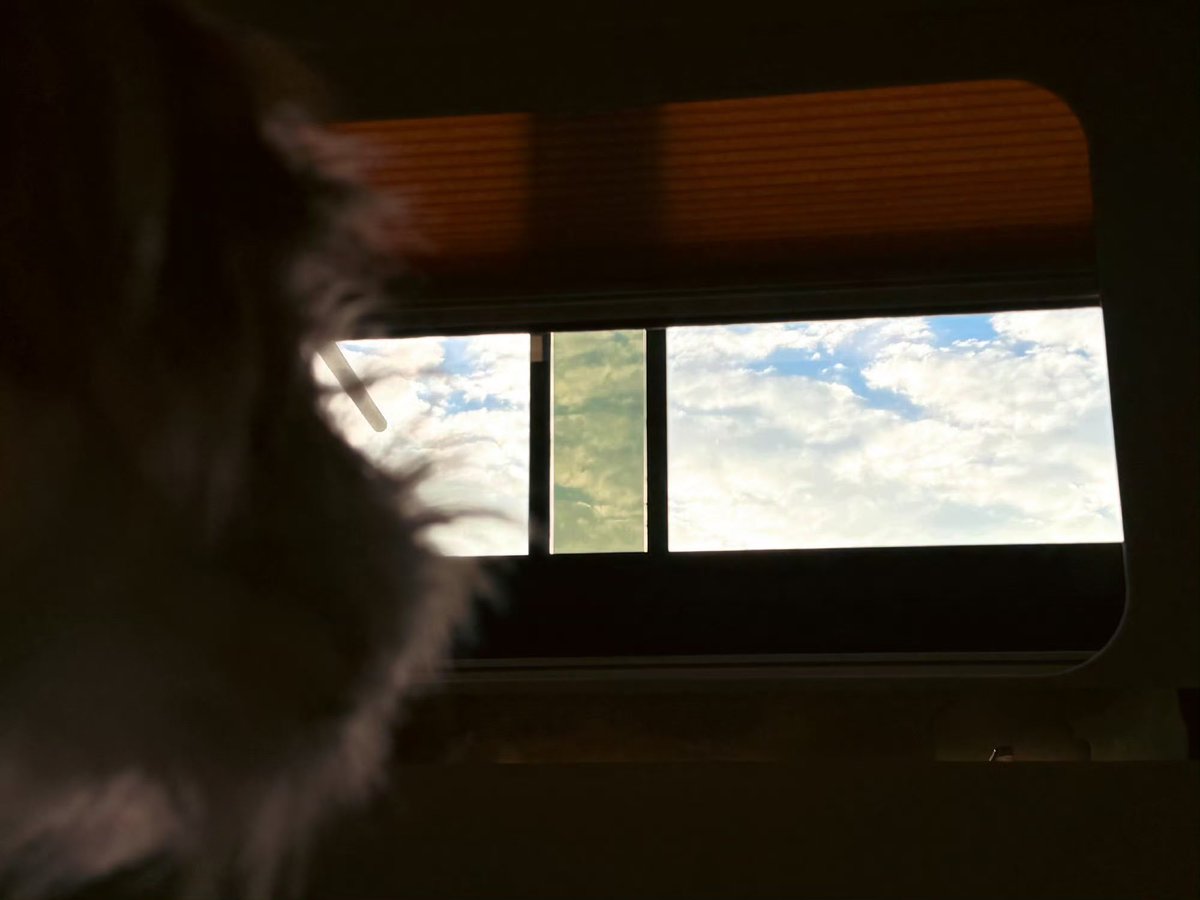 yuxilao's tweet photo. I didn’t need my face for this one. Just the outline of a girl, a puppy, maple leaves, and a very blue evening. We were both looking the same way. That felt like enough conversation. https://t.co/5Lexw8oriG