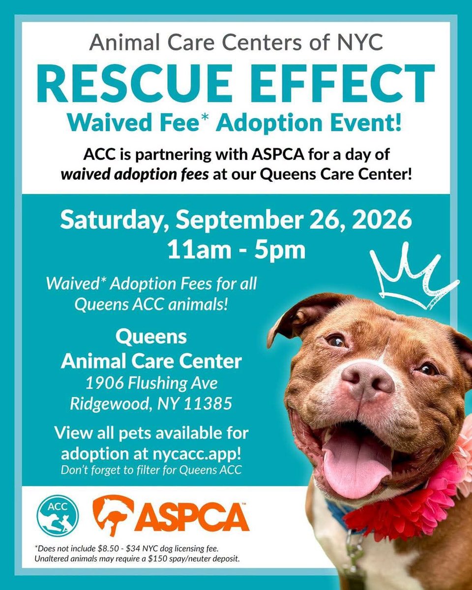 samj_jane's tweet photo. 📣 On Saturday 26th September 11am-5pm Acc is holding an #Adoption event at #Qacc with no Fees details below 👇 Save a life
#Foster #Adopt #Nycacc 🙏🐕😽🐰 https://t.co/1k8LcIVu1w