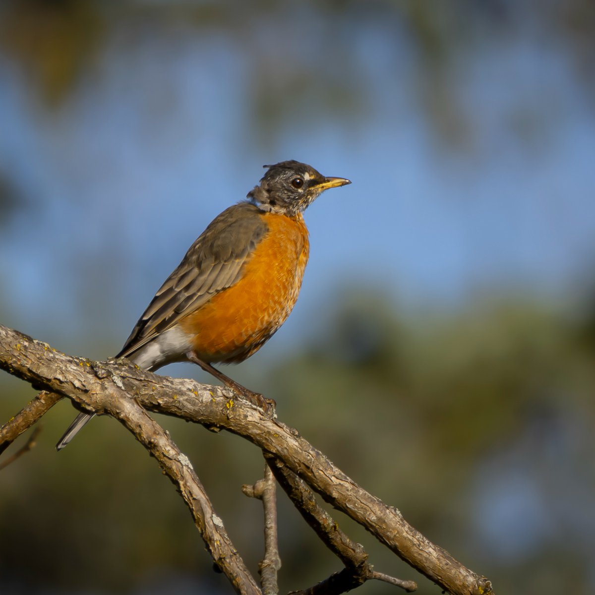 zoemitchell1hxp's tweet photo. A stunning close-up of an American Robin perched confidently on a gnarled branch in perfect natural light. Its warm orange breast contrasts beautifully with the soft, blurred background, highlighting the quiet beauty of this familiar backyard https://t.co/RxXoRuwvLr