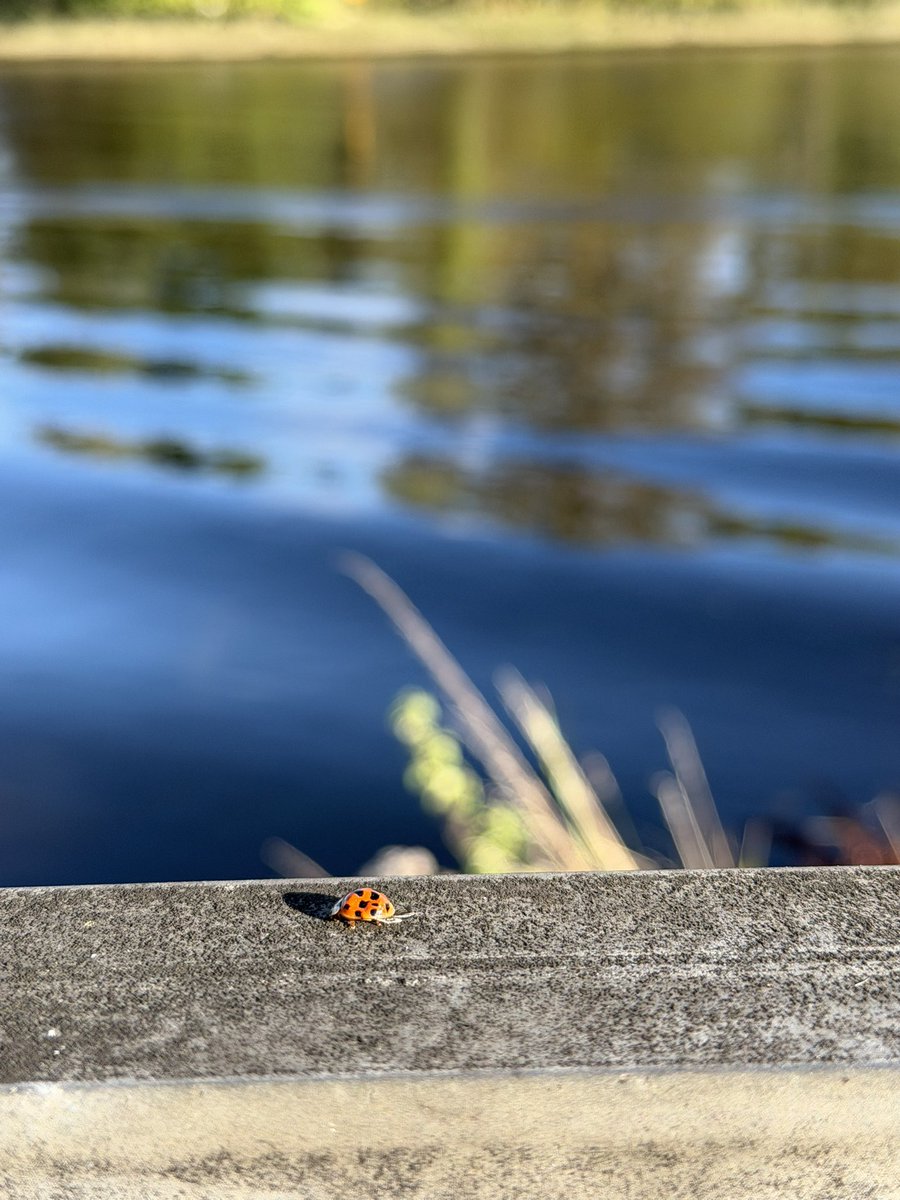 Sakaurra's tweet photo. 5k run in 25 degree heat. got distracted by ladybirds 🐞 https://t.co/ninHiwFKzf