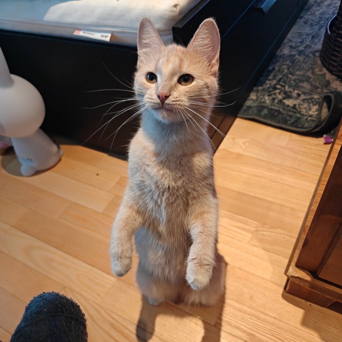 violetnelson25k's tweet photo. Mom served some delicious chicken cutlets, which sparked a deep urge in me to beg for food because I’m starving. Just look at how famished I am! (Hi, Mom here. I can’t even eat breakfast with chicken cutlets anymore without her begging. And just https://t.co/pcSw8L0Urr