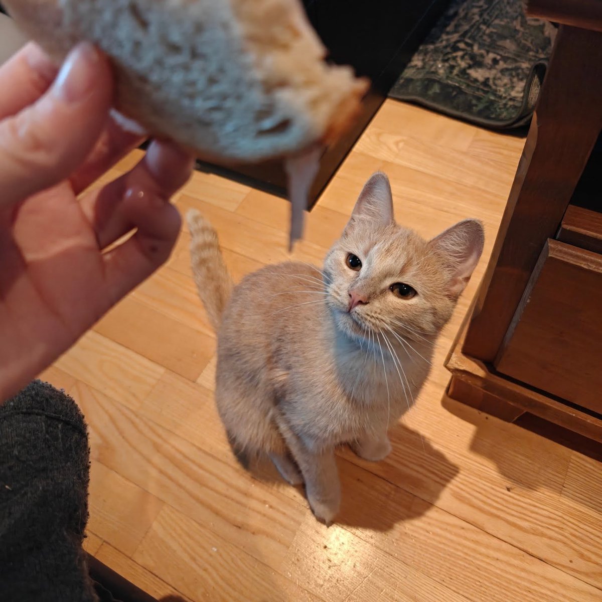 violetnelson25k's tweet photo. Mom served some delicious chicken cutlets, which sparked a deep urge in me to beg for food because I’m starving. Just look at how famished I am! (Hi, Mom here. I can’t even eat breakfast with chicken cutlets anymore without her begging. And just https://t.co/pcSw8L0Urr