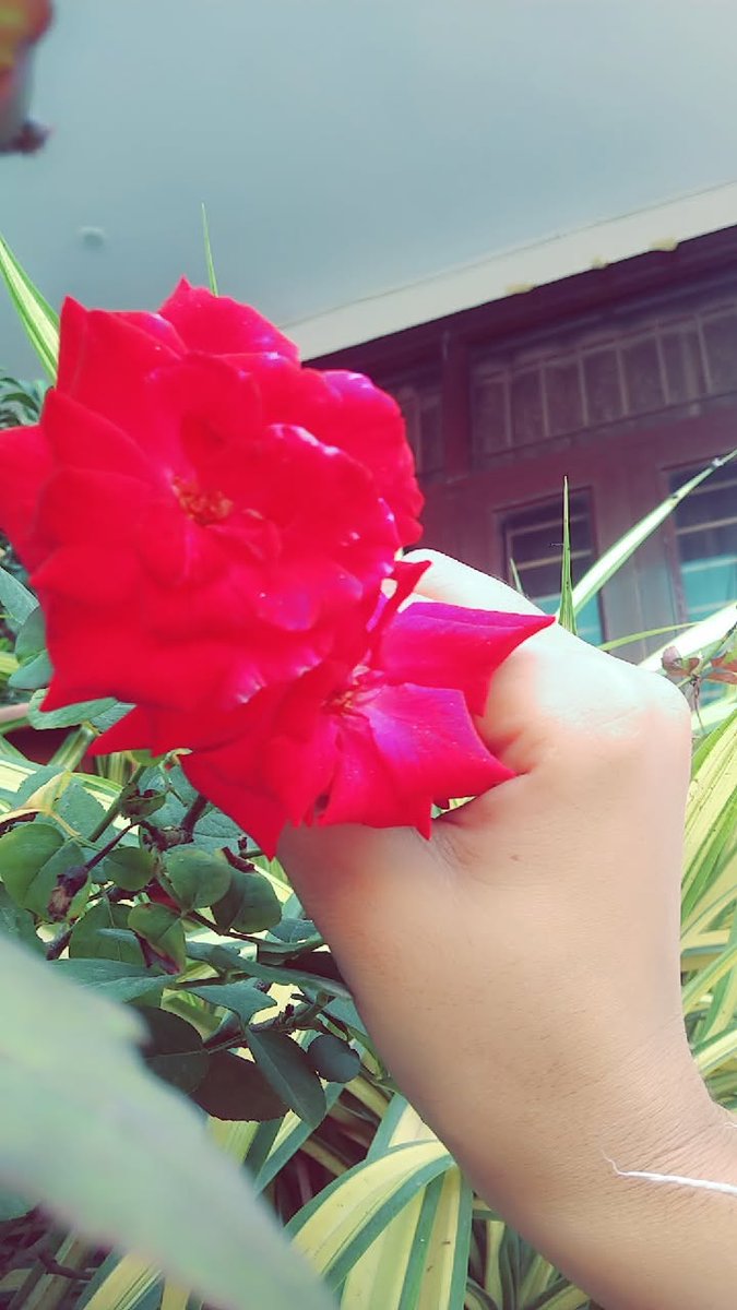 moonmateoc's tweet photo. Share something red 
Let's the timeline fill with red 🍒♥️ https://t.co/5dqNr7ato1