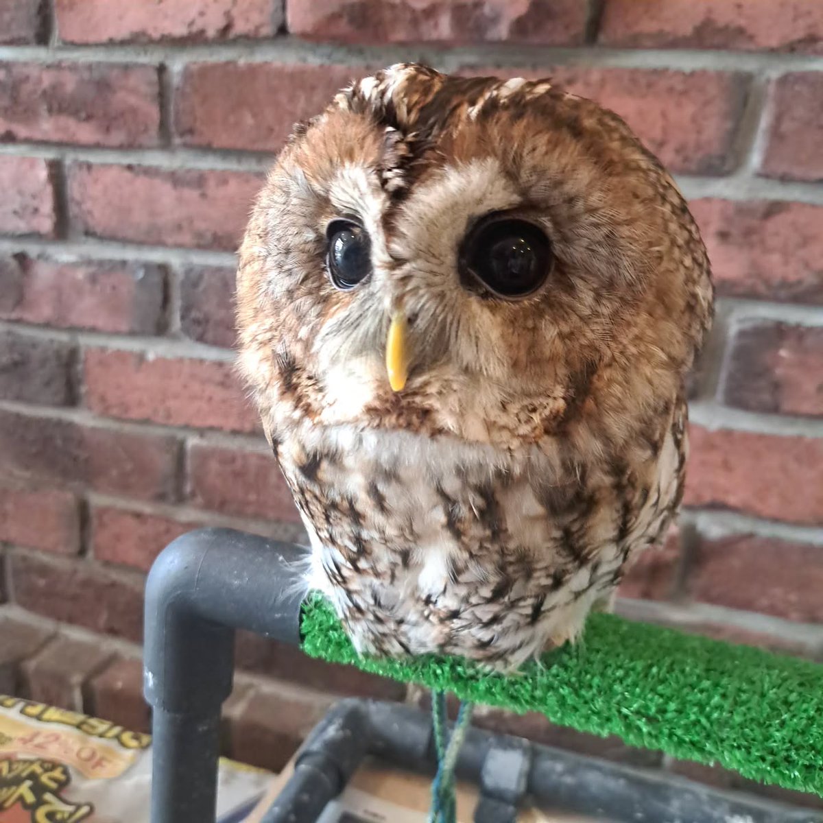 williammartin3b's tweet photo. Between Keihan Railway’s Korien and Kozenji stations is an owl café called Monaka and Kinako. Both owls are incredibly cute! You can interact with them by ordering food, and pay extra to have one perch on your arm. The scones were delicious, and https://t.co/FWTogcLbCd