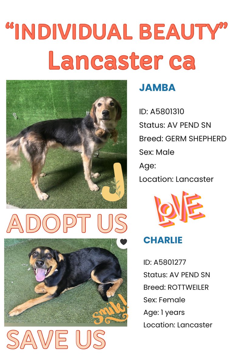 SarahjaneGille1's tweet photo. #ROTTWEILER #GERMANSHEPHERD Both quite GORGEOUS! We have
~ JAMBA 🆔 #A5801310  Male TBD AGE #GermanShepherd “Draws You In” 
~ CHARLIE  🆔 #A5801277  Female 1yrs old #Rottie “Look at Her Smile 😊 “
They are available @AnimaLancaster #california
#REPOST 🟰 #SAVING 
All dogs need to be seen noticed viewed liked attention promoted #SHARE Hopefully gets a NEW 📸!
Contact:
5210 West Avenue I Lancaster, CA 93536 (661) 940-4191 acclancaster@animalcare.lacounty.gov
@mapleveewesem @SabaMekaZeus @LilaFlw @Iza_2021 @Timber_MT @RLA_1976 @itsadogslifersq @SueGillmeister @MarjonQ17isBACK @Rachian14148371
