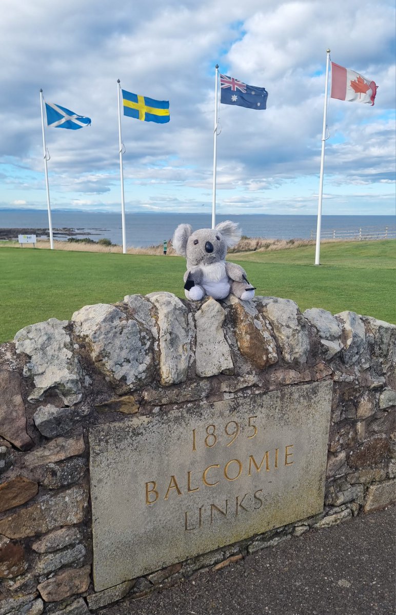 ted_koala's tweet photo. SITTING PRETTY (Part 1 of 2) ...

It's a pretty windy day at golf's seventh oldest club but @ted_koala not fazed perched high and low  👏💪

Looking good, Ted 

🐨 @TOURMISS 
🐨 @ScottishGolf 
🐨 @VisitStAndrews 

✅ @Ted_Koala https://t.co/7OBX9GgOE0