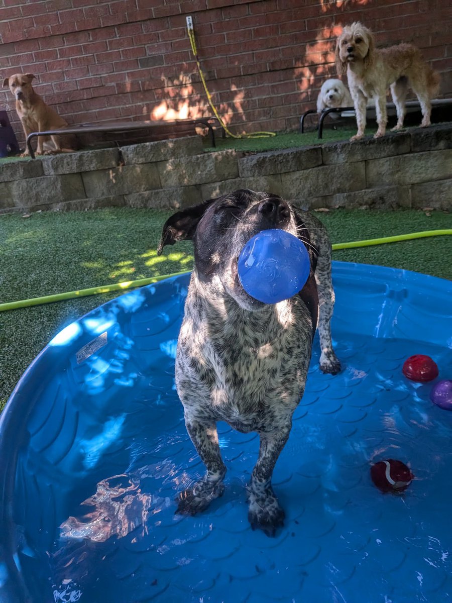 Teylore's tweet photo. They said my boy doesn’t share the pool at daycare lol https://t.co/IyhS4znVwC