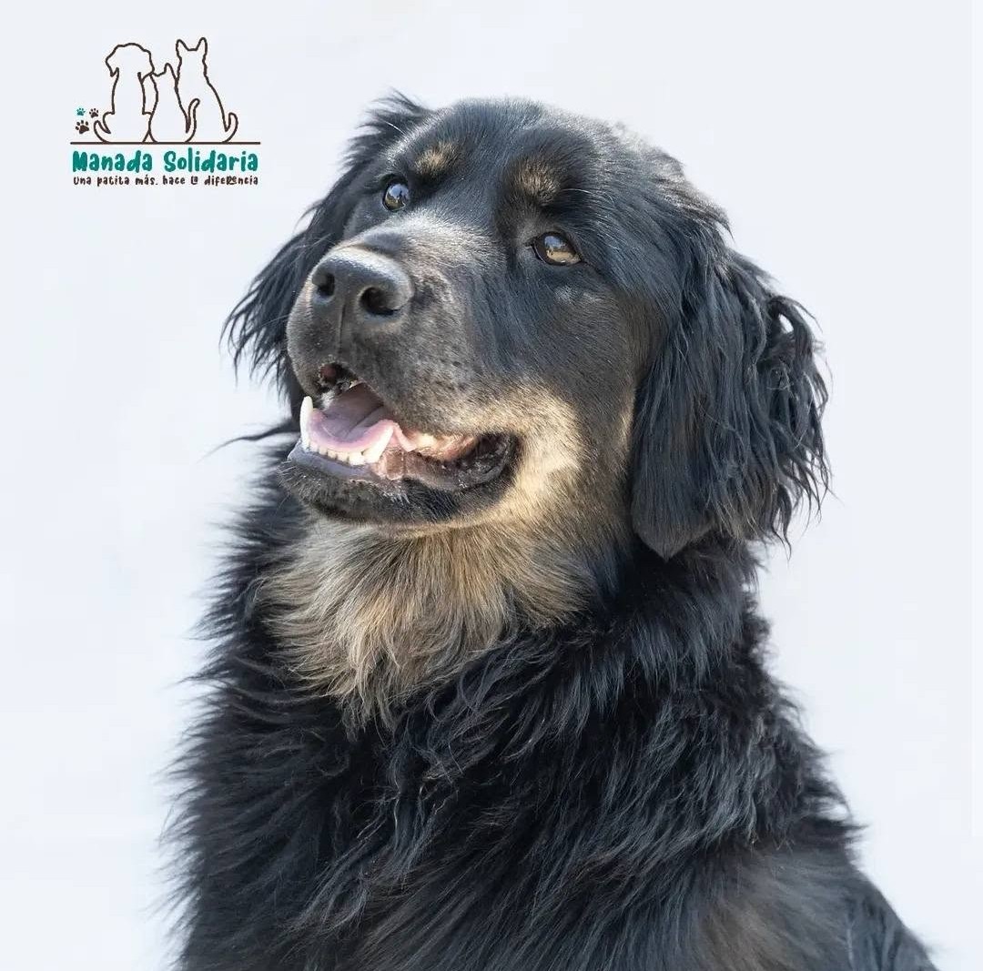 eltuitdemarsh's tweet photo. Bingo, perrito comunitario de 7 meses, en adopción responsable. Es muy dócil, dulce, tranquilo, cariñoso, juguetón y sociable con otros perros y humanos. Si deseas darle un hogar para siempre, comunícate al +56982639753. Favor RT!
#QuintaNormal https://t.co/nYHZr5PdJ5