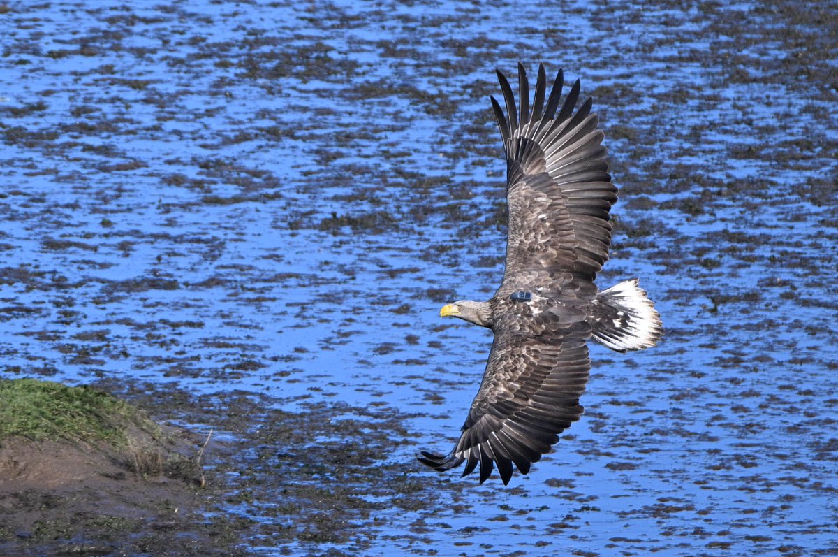 RevistaQuercus's tweet photo. 🦅 @GREFA_Fauna inició en 2021 el Proyecto Pigargo. 
📍 El 29 de septiembre, @mncn_csic ha programado  una charla sobre el pigargo europeo en base a cinco años de seguimiento, así como sobre los hitos logrados por el proyecto https://t.co/yAVRby02Gg
📸 Foto: Proyecto Pigargo. https://t.co/8s1VwyA6Eg