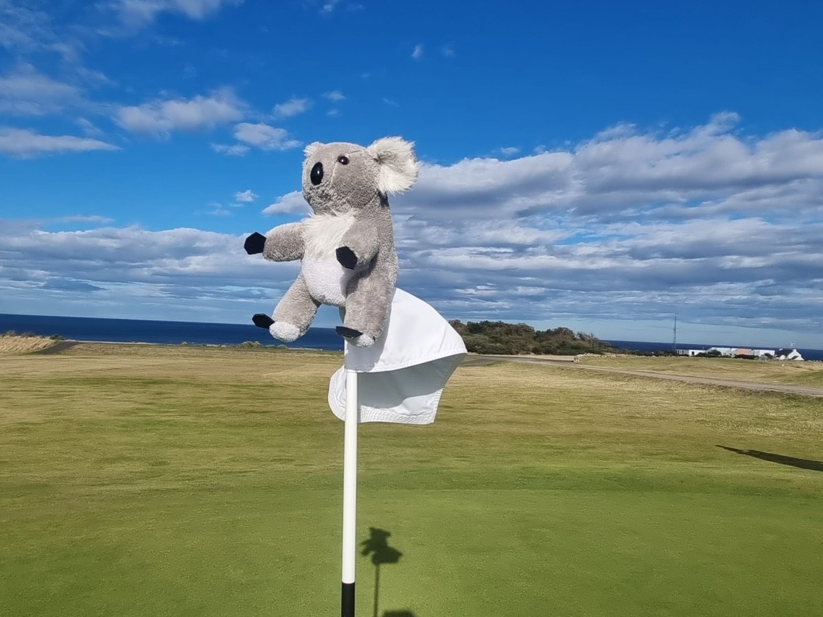 ted_koala's tweet photo. SITTING PRETTY (Part 2 of 2) ...

It's a pretty windy day at golf's seventh oldest club but @ted_koala not fazed perched high and low  👏💪

Looking good, Ted

🐨 @TOURMISS
🐨 @CrailGolf 
🐨 @ScottishGolf
🐨 @VisitStAndrews

✅ @Ted_Koala https://t.co/KcitCm46Oe