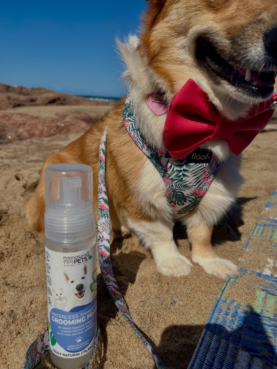 DadyLobo1's tweet photo. Did I dig the perfect hole? Yes! Was I covered in sand? Also yes! Mum cleaned me up in under two minutes with Pan Natural Pets Hypo-Allergenic Waterless Foam. Perfect for every adventure, now on sale. Use code PanAlice15 for 15% off. https://t.co/5UP5VTT8Dl
