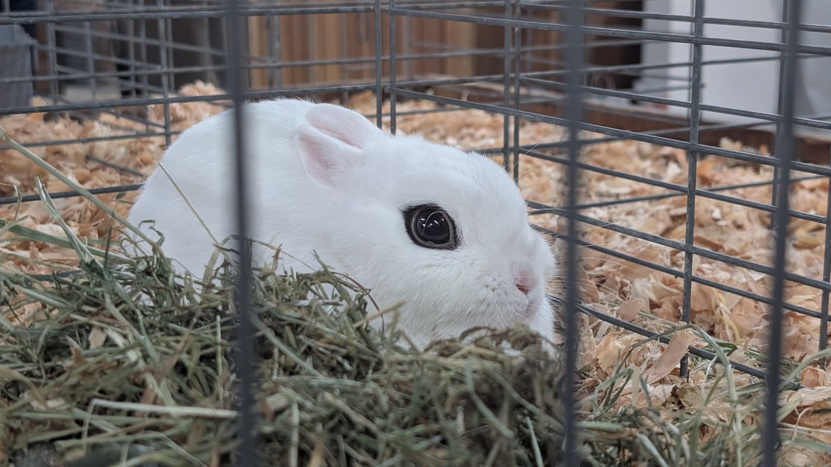 LongHare_'s tweet photo. went to the fair yesterday to see rabbits and ended the night with a lovely sushi dinner date. what more could a girl ask for? https://t.co/HXPKLoedlp