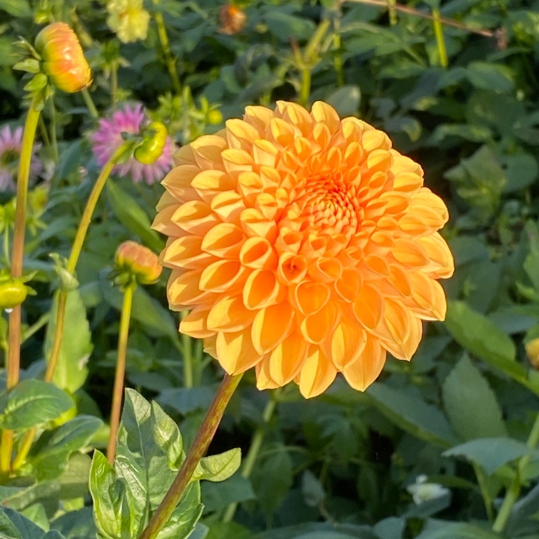chloethomas3f1o's tweet photo. 🌺🌺 https://t.co/4XmiXC67Mt