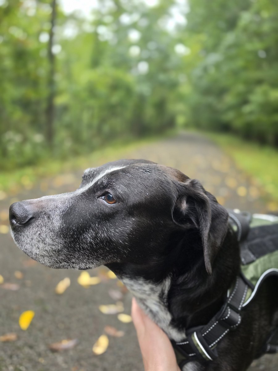 Eastn7_'s tweet photo. Touched grass today with my 10 year old dog.

Was a good time on the trail seeing him running and enjoying himself. Trying to keep young ❤️ https://t.co/TSzIIF8iBm